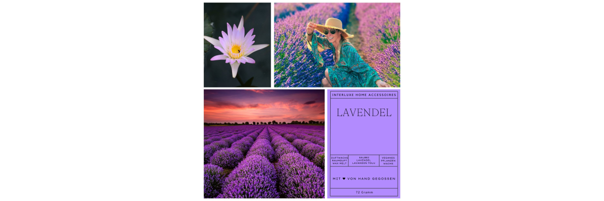 Eintauchen in die betörende Welt des Lavendels - Eintauchen in die betörende Welt des Lavendels