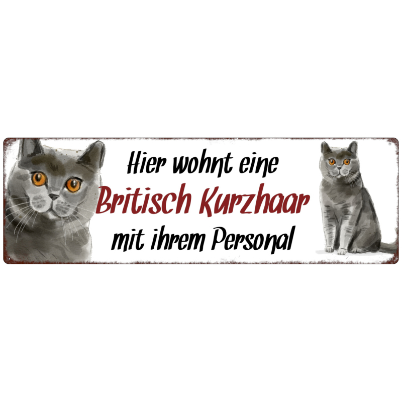 Interluxe Metallschild - Hier wohnt eine Britisch Kurzhaar - dekoratives Schild, Türschild, Blechschild als Geschenk für Menschen mit Katze
